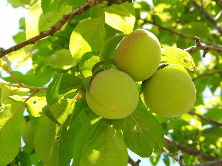 伊豆市月ヶ瀬梅林の梅