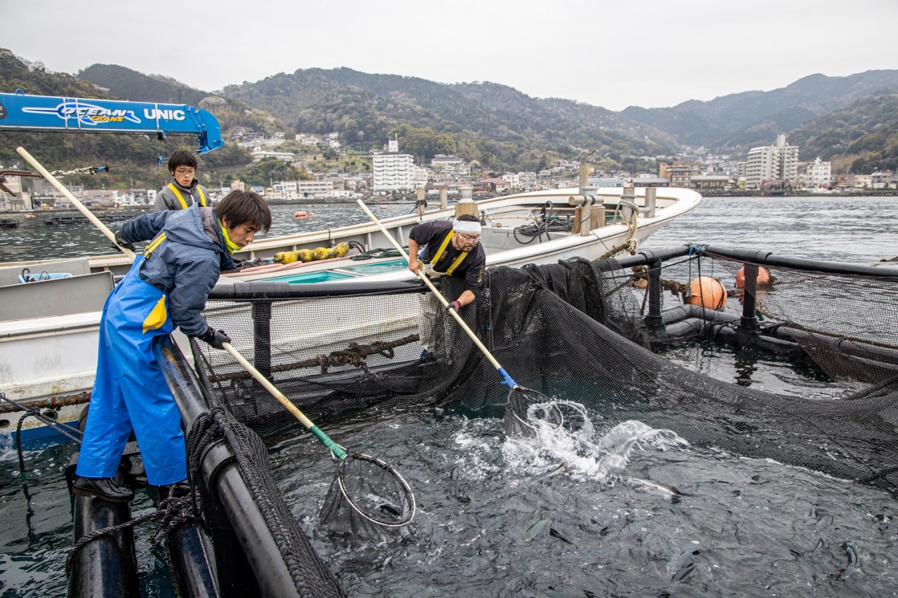 出荷前の選別作業